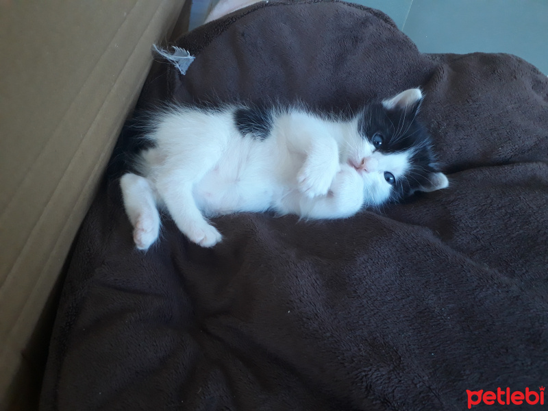 Tekir Kedi, Kedi Miço fotoğrafı