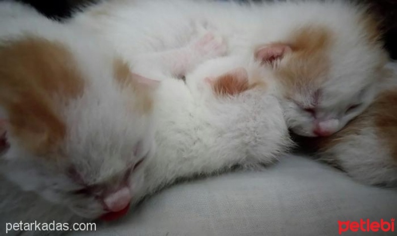 Tekir Kedi, Kedi KORNİŞON fotoğrafı