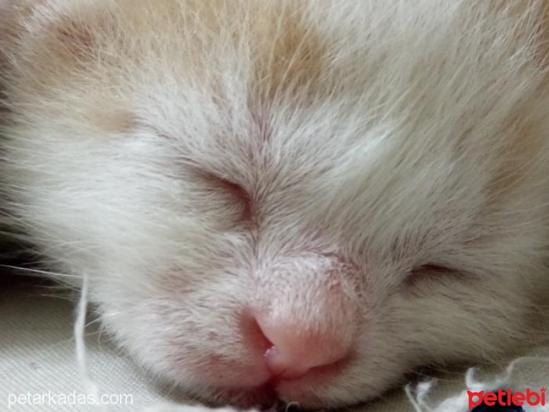 Tekir Kedi, Kedi KORNİŞON fotoğrafı