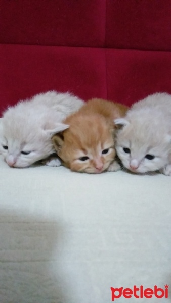 İran Kedisi (Persian), Kedi Yavrucuklar fotoğrafı