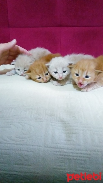 İran Kedisi (Persian), Kedi Yavrucuklar fotoğrafı