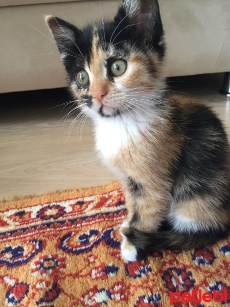 American Wirehair, Kedi Arwin fotoğrafı