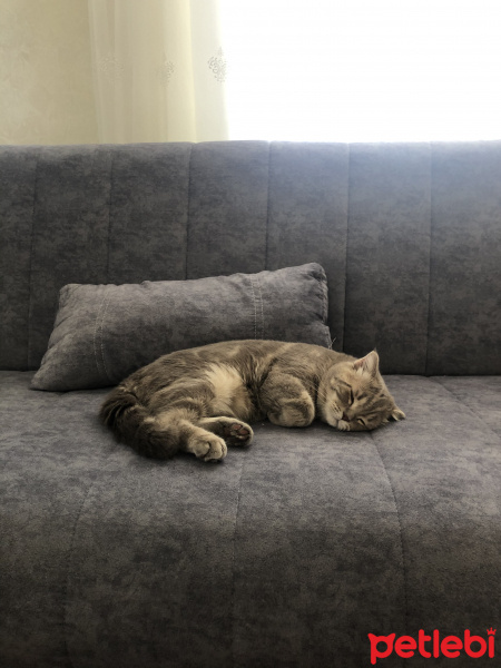 Scottish Fold, Kedi Leo fotoğrafı