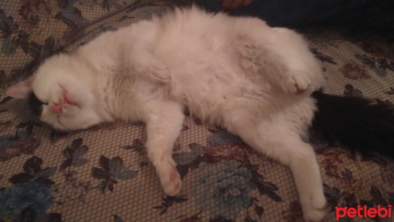 Tekir Kedi, Kedi Böcek fotoğrafı