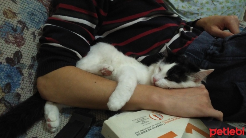 Tekir Kedi, Kedi Böcek fotoğrafı