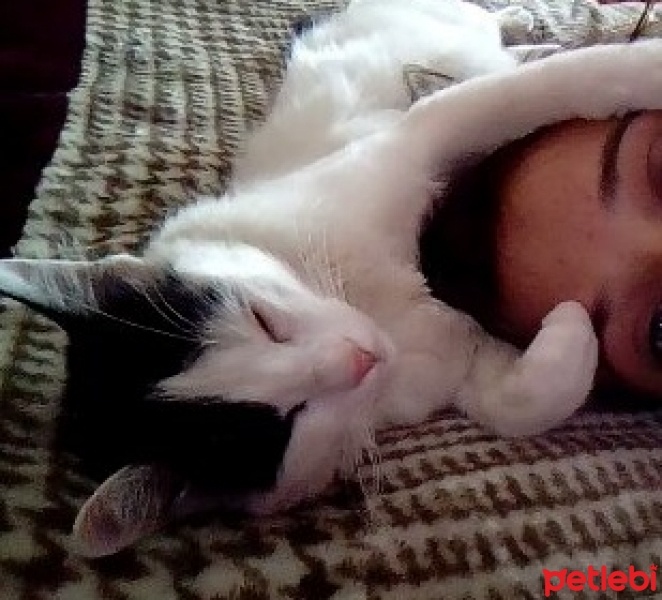 Tekir Kedi, Kedi Böcek fotoğrafı