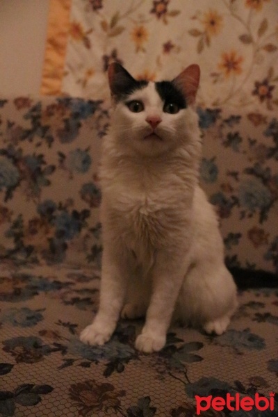 Tekir Kedi, Kedi Böcek fotoğrafı