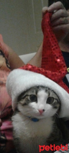 Tekir Kedi, Kedi tırmık fotoğrafı