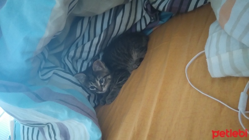 Tekir Kedi, Kedi Marla fotoğrafı