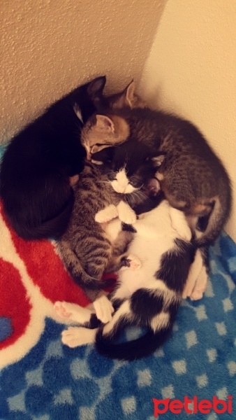 Tekir Kedi, Kedi İsimlerini siz koyun fotoğrafı