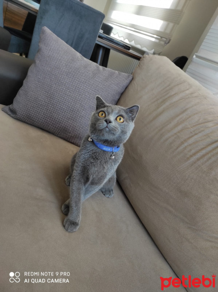 Scottish Fold, Kedi  Yumak fotoğrafı