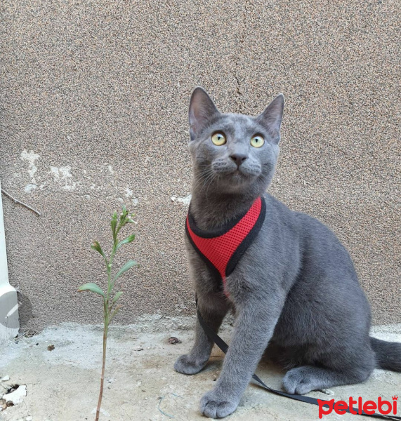 Korat, Kedi Leo fotoğrafı