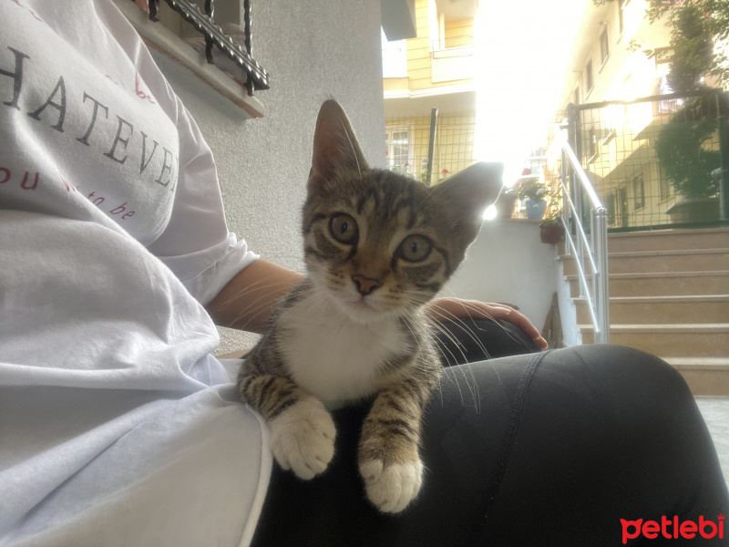 Tekir Kedi, Kedi  İsmi yok fotoğrafı