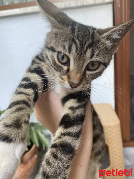 Tekir Kedi, Kedi  İsmi yok fotoğrafı