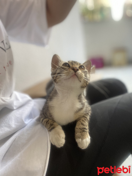 Tekir Kedi, Kedi  İsmi yok fotoğrafı
