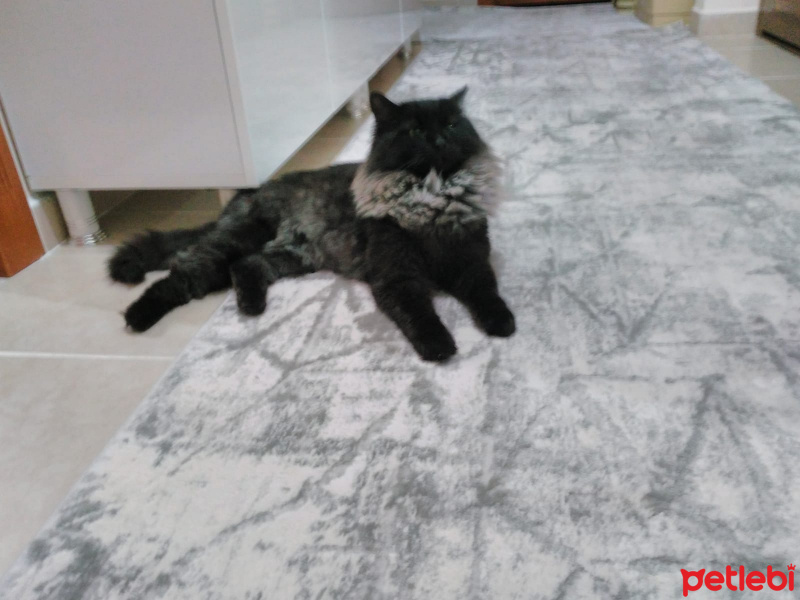 Norwegian Forest, Kedi Gece fotoğrafı