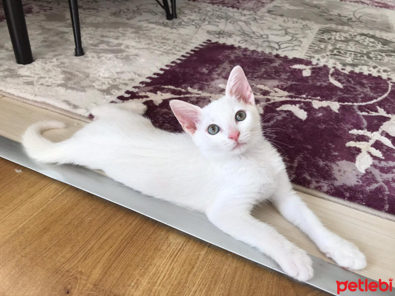 Van Kedisi, Kedi  Venüs fotoğrafı