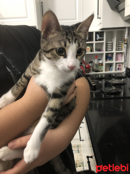 Tekir Kedi, Kedi  Venüs fotoğrafı