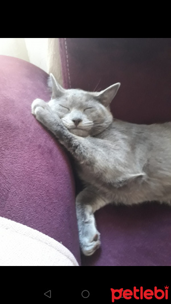 Mavi Rus, Kedi  Venüs fotoğrafı