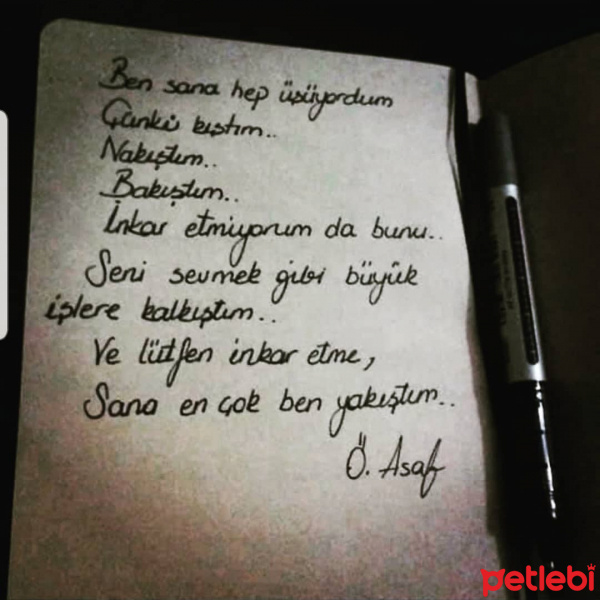 Ankara Kedisi, Kedi Gece fotoğrafı