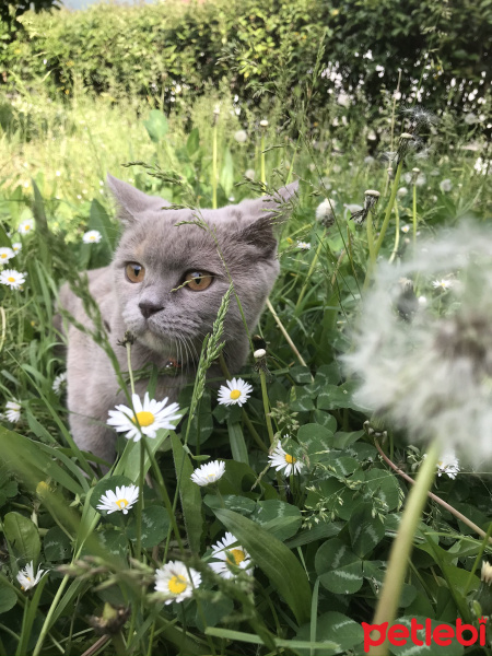 British Shorthair, Kedi  Venüs fotoğrafı
