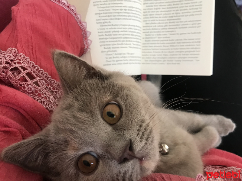 British Shorthair, Kedi  Venüs fotoğrafı
