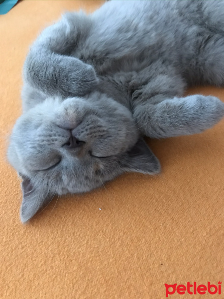 British Shorthair, Kedi  Venüs fotoğrafı