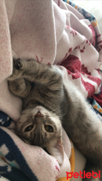 American Wirehair, Kedi  venüs fotoğrafı