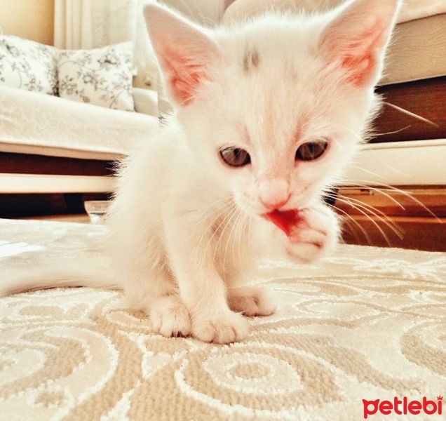 Ankara Kedisi, Kedi  Mia fotoğrafı