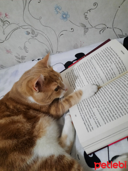 Sarman, Kedi  yumak fotoğrafı