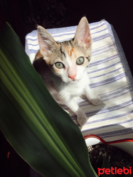 Tekir Kedi, Kedi  Venüs fotoğrafı