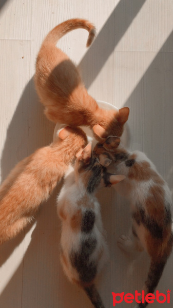 Tekir Kedi, Kedi Çilek fotoğrafı