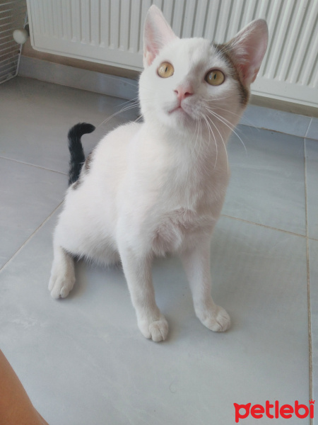 Sarman, Kedi BeyaZ fotoğrafı