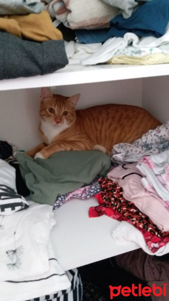 Sarman, Kedi Oscar fotoğrafı