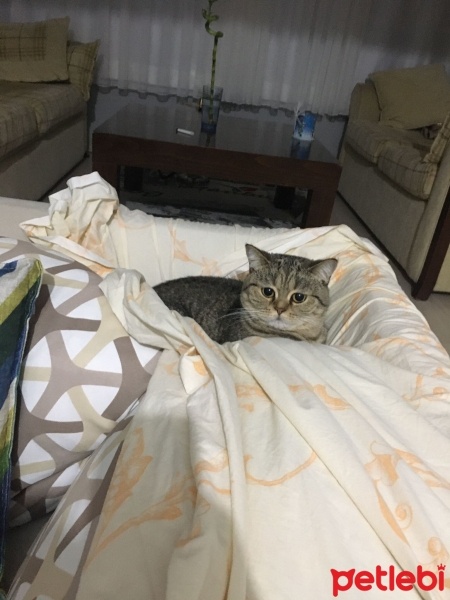 British Shorthair, Kedi Kira fotoğrafı