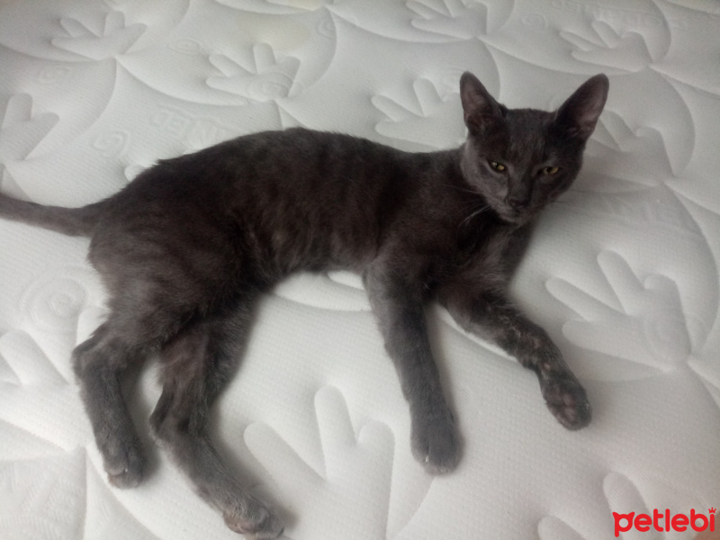 Mavi Rus, Kedi Duman fotoğrafı