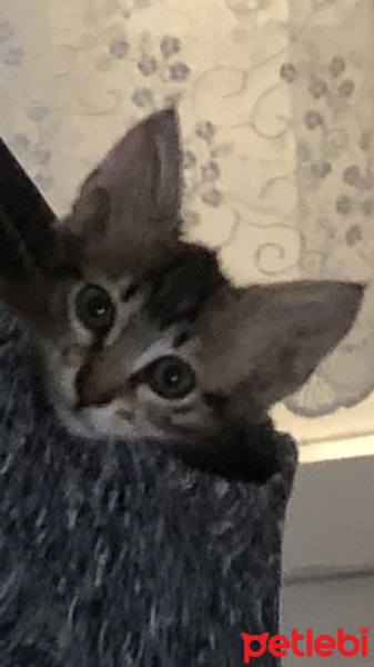 Tekir Kedi, Kedi kaplan fotoğrafı