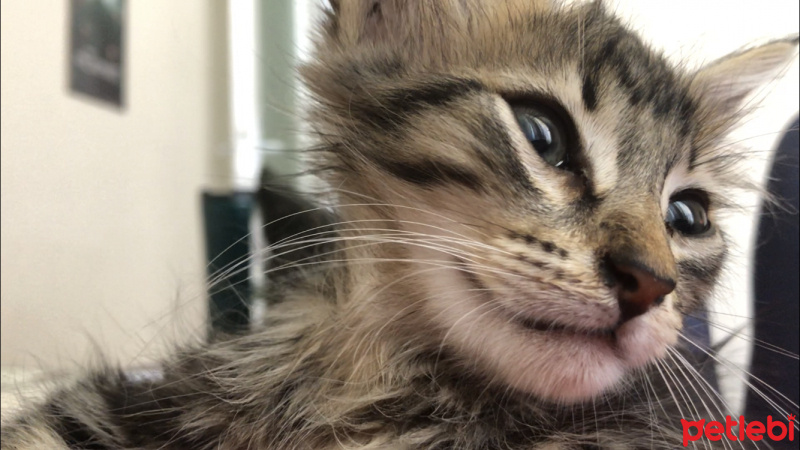 Tekir Kedi, Kedi kaplan fotoğrafı