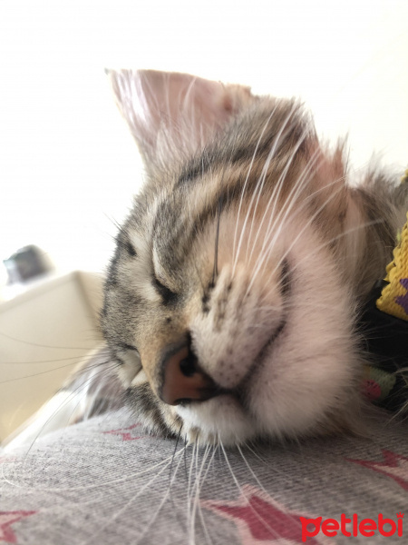 Tekir Kedi, Kedi kaplan fotoğrafı