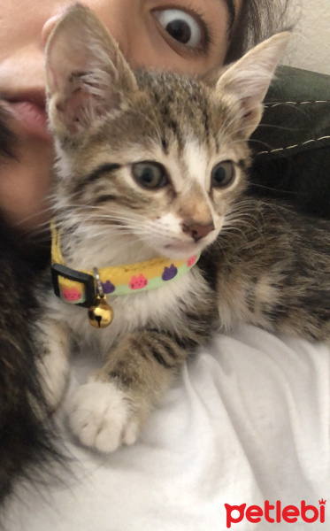 Tekir Kedi, Kedi logar fotoğrafı