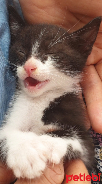 Tuxedo (Smokin) Kedi, Kedi  Zeytin fotoğrafı