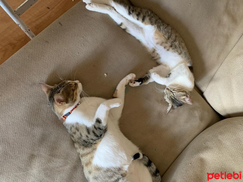 Tekir Kedi, Kedi Fellah fotoğrafı