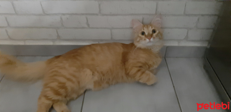 Sarman, Kedi RIFKI fotoğrafı