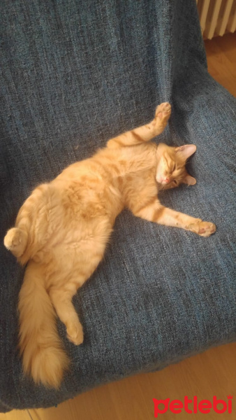 Sarman, Kedi RIFKI fotoğrafı