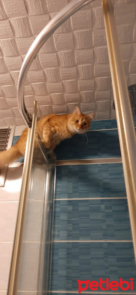 Sarman, Kedi RIFKI fotoğrafı