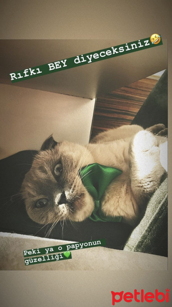 Scottish Fold, Kedi Rıfkı fotoğrafı