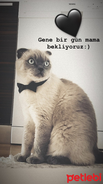 Scottish Fold, Kedi Rıfkı fotoğrafı