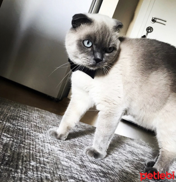 Scottish Fold, Kedi Rıfkı fotoğrafı