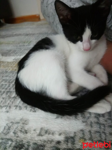 Tekir Kedi, Kedi Afrodit fotoğrafı