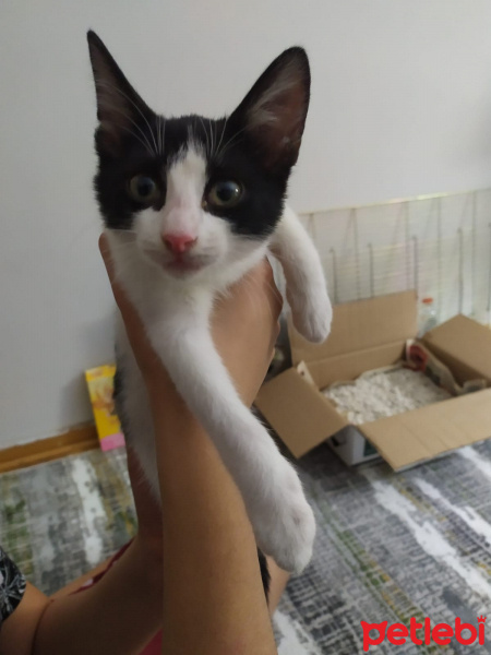 Tekir Kedi, Kedi Afrodit fotoğrafı